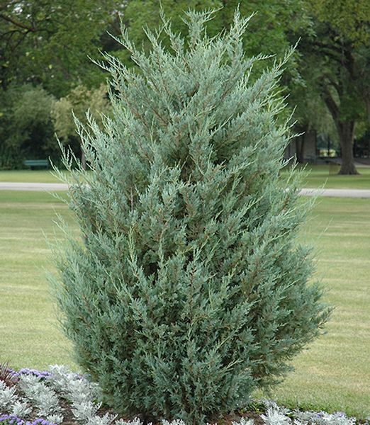 Juniperus scopulorum 'Moonglow'